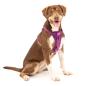 Preview: Kurgo Enhanced Strenght Tru-Fit-Smart Harness (incl. Seat Belt Tether) Purple Gr. M Preview: Kurgo Enhanced Strenght Tru-Fit-Smart Harness (incl. Seat Belt Tether) Purple Gr. M